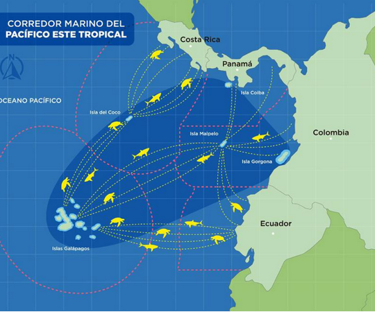 Rige en Ecuador la nueva reserva marina de Galápagos Rige en Ecuador la nueva reserva marina de Galápagos